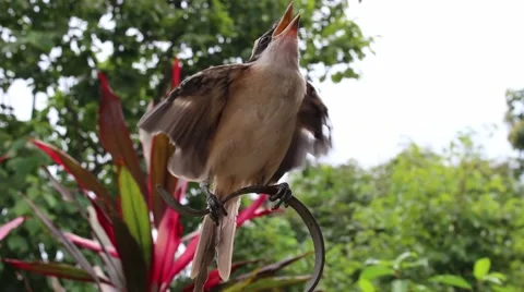 Bird in hand man Stock Footage 52374962