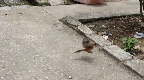 Bird in hand man Stock Footage 52375608