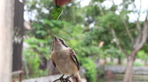 Bird in hand man Video stock 52375737
