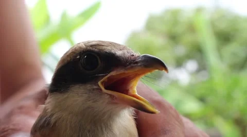 Bird in hand man Stock Footage 52375920