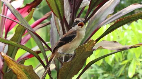 Bird in hand man Stock Footage 52376008