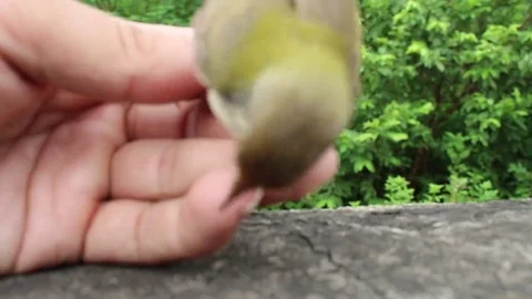 Bird on hand man Stock Footage 69185265