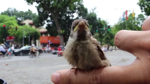 Bird on hand man Stock Footage 69186956