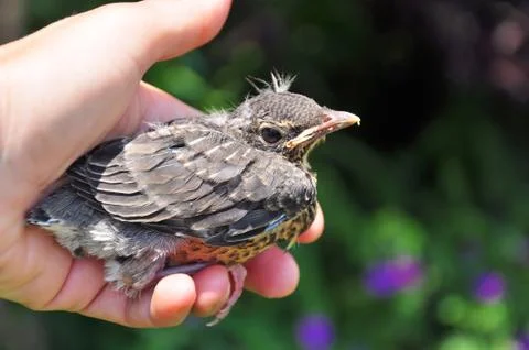 Bird in the hand Stock Photos
