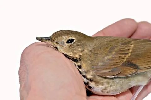 Bird in hand Stock Photos