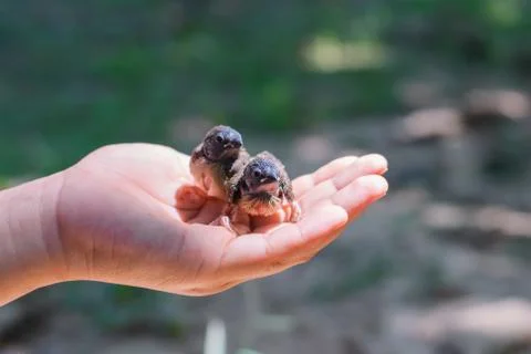 Bird in hand Stock Photos