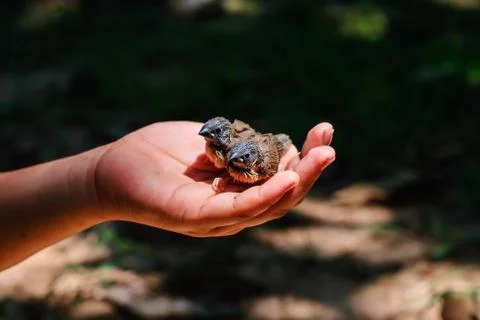 Bird in hand Foto stock