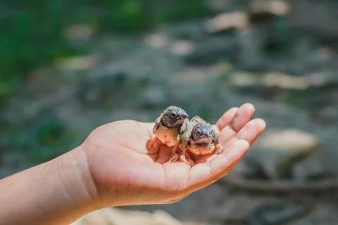 Bird in hand Stock Photos