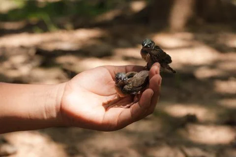 Bird in hand Stock Photos
