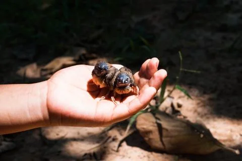 Bird in hand Stock Photos