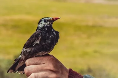 Bird on the hand. Stock Photos