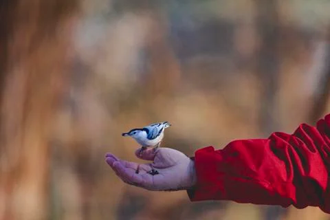 The bird in the hand Stock Photos