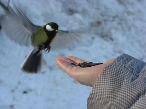 Bird in hand Stock Photos