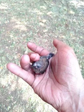 Bird in hand Stock Photos