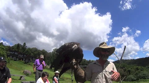 Bird Handler With Eagle Stock Footage 58930917