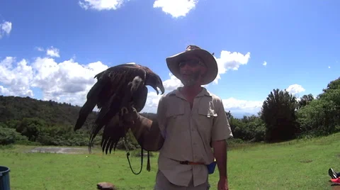 Bird Handler With Eagle 스톡 동영상 58931083
