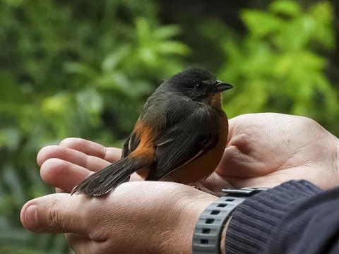 Bird on hands Stock Photos