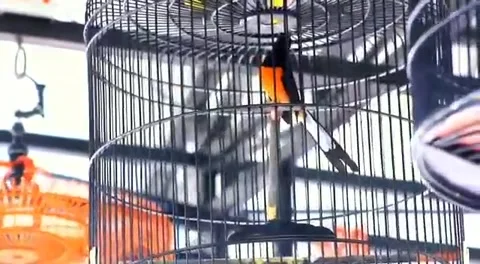 Bird in a hanging cage Stock Footage 203983476