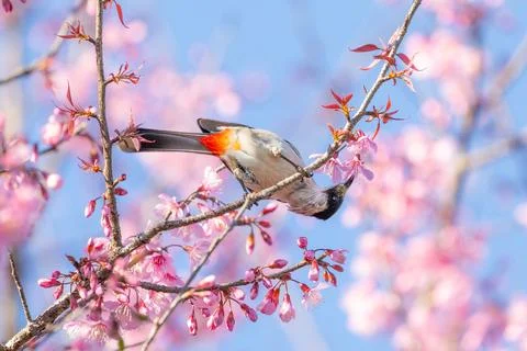 Bird hanging upside down to eat nectar from pink flower. Stock Photos