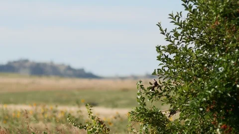 Bird hangs out on a lower branch in the grasslands Stock Footage 86537728