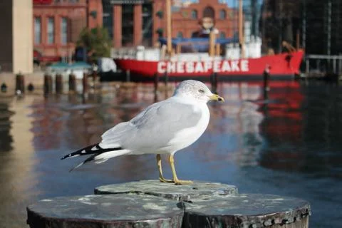 Bird In Harbor Stock Photos