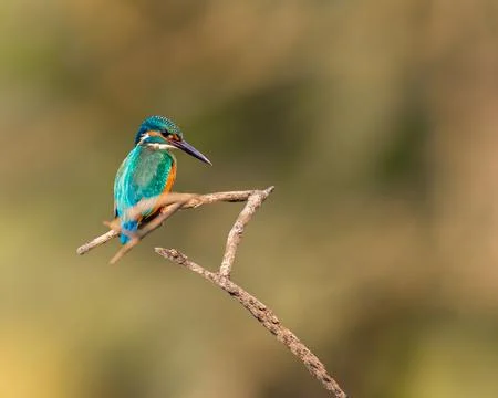 The bird has its beak open as if they were having a conversation Stock Photos