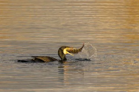 Bird has just caught fish in its beak, water splashes high during the hunt, Stock Photos