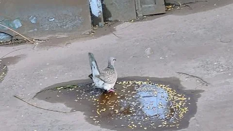 This bird has raised its tail upwards, it looks good 写真素材