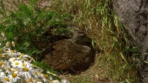 Bird hatching, between flower, on a island, on a sunny summer day, in saarist Stock Footage 95691881