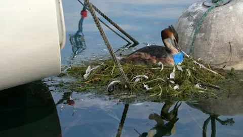 Bird hatching eggs. Real time of great crested grebe with plastic waste. Stock Footage 194362732