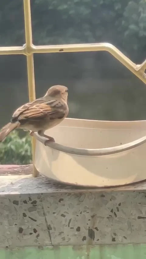 Bird having water Stock Footage 164558346