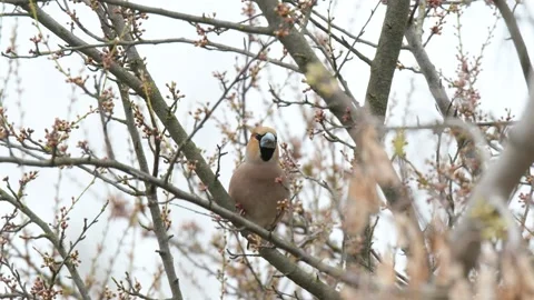 Bird The hawfinch Stock Footage 307166928