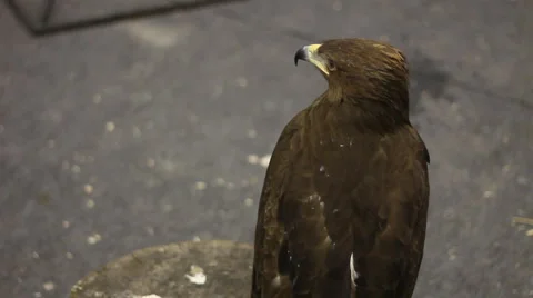 Bird hawk Stock Footage 4753053