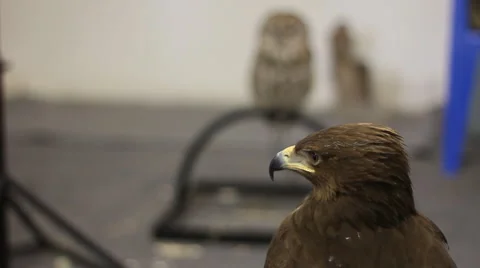 Bird hawk Stock Footage 4756187