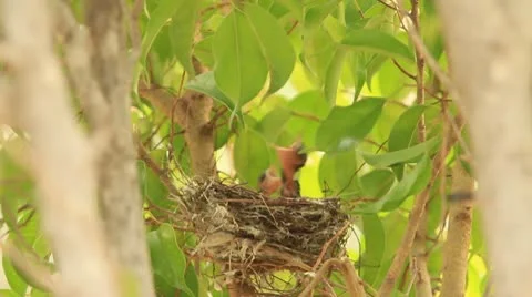 Bird HD 库存影片 10752813