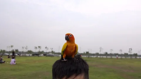 The bird is on the head of the child. 스톡 동영상 108261155