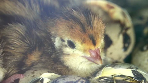 Bird head 스톡 동영상 297602826