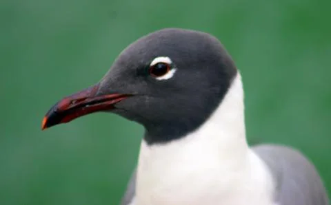 Bird headshot Stock Photos