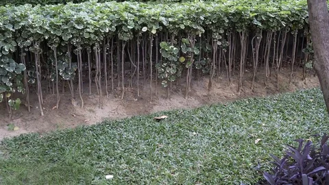 Bird on hedge Stock Footage 103242145