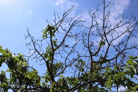 Bird hidden among the branches Stock Photos
