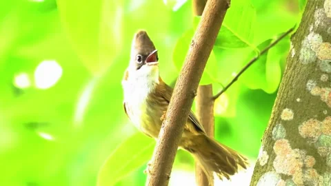 Bird Hidden in Leaves Stock Footage 323143451