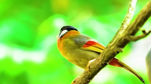 Bird Hidden in Leaves Stock Footage 323143453
