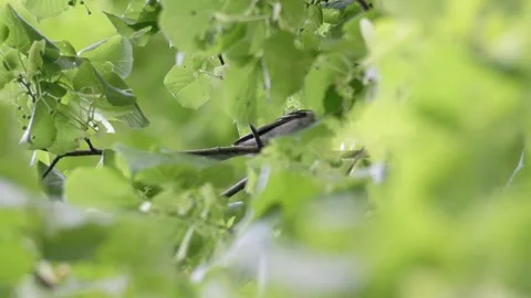 Bird Hiding and Moving in Dense Foliage - 4K Atmospheric Wildlife B-Roll Vídeos de archivo 335259663