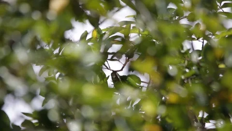 Bird hiding behind the foliage and looking like a dinosaur Video stock 119423448