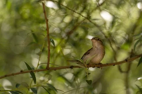 Bird hiding between tree branches and tree leaves Stock Photos