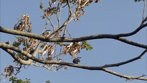 The bird on the high branch Stock Footage 141696510