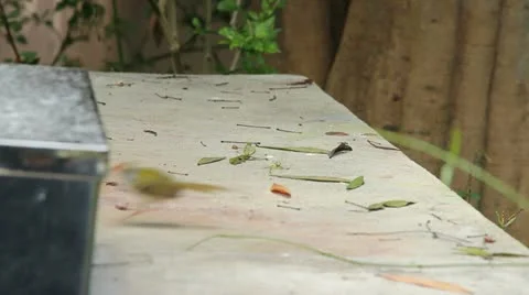 Bird hit Stock Footage 21433822