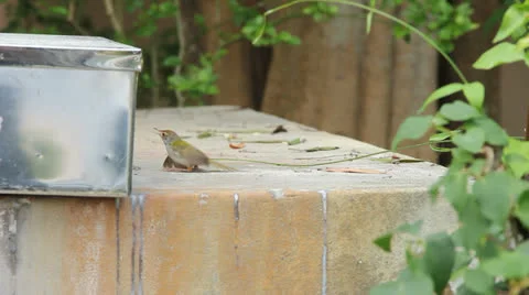 Bird hit Stock Footage 25747389