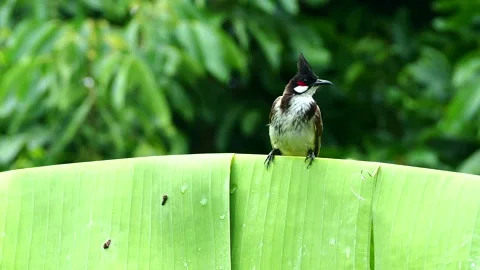 Bird is holding  on tree, out door Chiangmai Thailand. Stock Footage 279790376