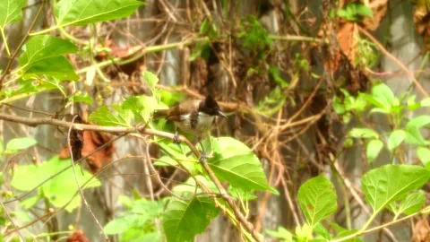 Bird is holding  on tree, out door Chiangmai Thailand. Stock Footage 279790607